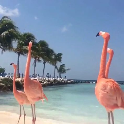 Play with sound. Good morning... Véanlo con sonido. Buenos días... #BlackJaguarWhiteTiger Black Jaguar White Tiger, Flamingo Pictures, Flamingo Color, Flamingo Beach, Adventure Nature, Landscape View, Ocean Landscape, Flamingo Art, Travel Beach