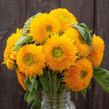 Teddy Bear Sunflower, Food Forest Garden, Deep Yellow, Sunflower Garden, Forest Garden, Organic Seeds, Sustainable Packaging, Bulb Flowers, Farm Gardens