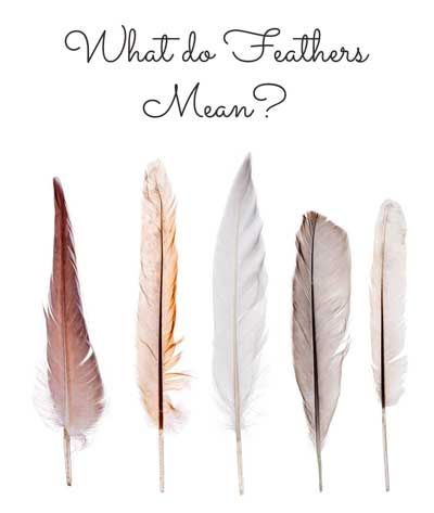 Finding a feather can be an uplifting, spiritual experience, especially when you find one in an unexpected place such as in your house or in your purse, where there isn't an easy way to explain its presence. White Feather Meaning, Feather Color Meaning, Feather Quotes, Feather Magic, Finding Feathers, Feather Tattoo Meaning, Feather Symbolism, Feather Signs, Feather With Birds Tattoo