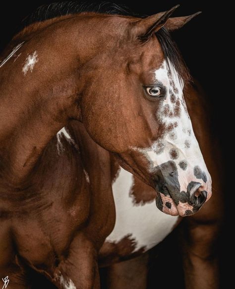 Paint Quarter Horse, Drawing Horses, Unusual Horse, Horse Markings, Horse Reference, Beautiful Horses Photography, Baker Photography, Beautiful Arabian Horses, Big Horses