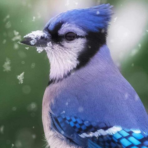 Jay Blue Aesthetic, Bluejay Aesthetic, Blue Academia Aesthetic, Blue Bird Aesthetic, Blue Jay Aesthetic, Blue Jays Game Aesthetic, Blue Jay Photo, Blue Academia, Blue Jay Spirit Animal