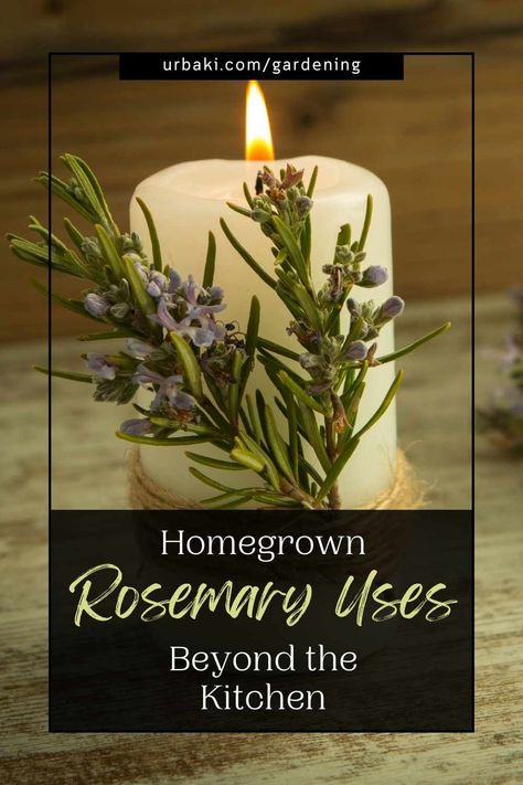 Welcome to the aromatic world of homegrown rosemary, where the possibilities extend far beyond the confines of the kitchen. In this exploration of verdant versatility, we share the captivating uses of this herb that transcend culinary boundaries. Join us on a journey through fragrant gardens and discover the myriad ways in which homegrown rosemary can enrich your daily life. From purifying the air to enhancing your well-being, let's delve into the diverse and delightful realms of Homegrown... Rosemary Table Decor, Rosemary Uses, Rosemary Decor, Using Rosemary, Natural Air Purifier, Fragrant Garden, Room Freshener, Aromatic Plant, Infused Olive Oil