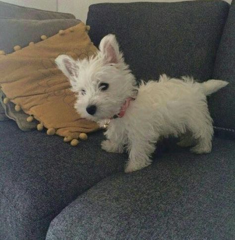 Sweet baby westie! Crystal Pepsi, Wholesome Dog, Puppy Fever, Westie Puppies, Toy Dogs, Highland Terrier, Westie Dogs, Rottweiler Puppies, White Terrier