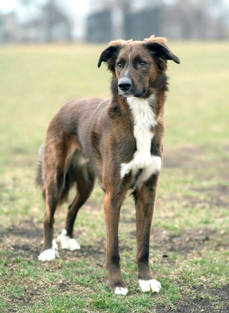 Dog Mixed Breed, Mixed Dog Breeds, Chow Chow Mix, Mutt Dog, Labrador Mix, Shepherd Mix Dog, Big Dog Breeds, Dog Anatomy, German Shepherd Mix