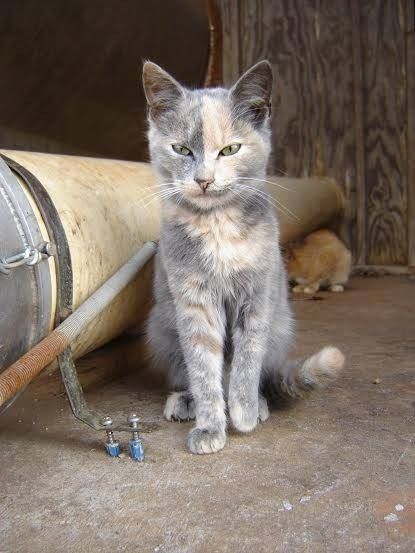 Blue Calico with split face colors. The split face coloration is not unusual in Calicos and Torties and does not necessarily mean they are a Chimera cat    MyCalicoCats Two Faced Cat, Three Million, Cat Spray, Tortoise Shell Cat, Norwegian Forest Cat, Cat Boarding, Warrior Cat, Calico Cat, Cat Care