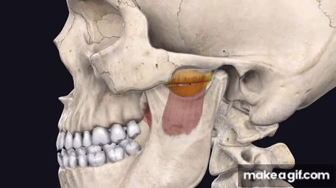 Pterygoid Muscle, Dental Animation, Basic Anatomy, Medical Animation, Basic Anatomy And Physiology, Make A Gif, Gif Pictures, Make A Video, Anatomy And Physiology