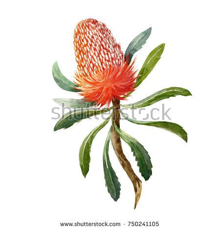 Banksia Flower, Protea Art, Australian Flowers, Australian Native Flowers, Australian Flora, Watercolor Elephant, Diy Nursery, Australian Birds, Flower Bird