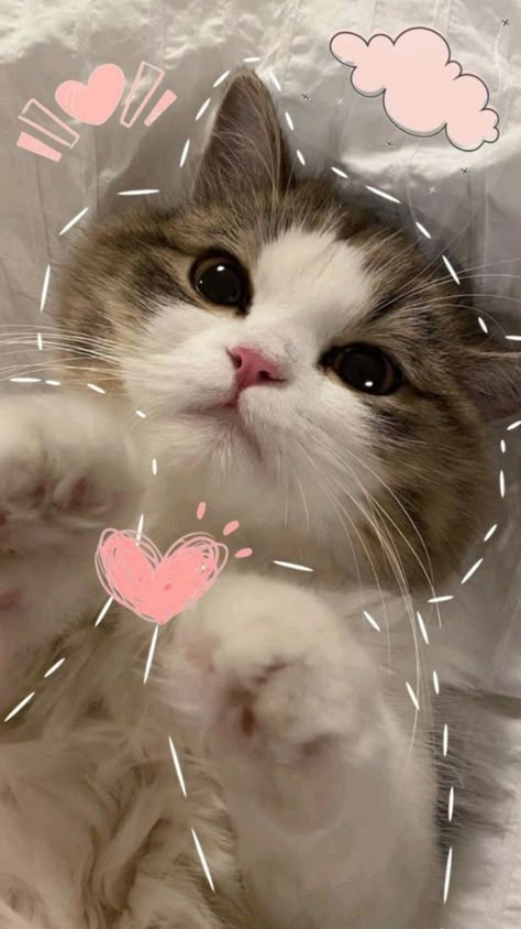 Cuties Wallpaper Iphone, Cute Cat Wallpaper Aesthetic Iphone, Chat Wallpaper Aesthetic, Aesthetic Wallpaper Iphone Korean, Cat Cute Wallpaper, 3d Wallpaper Cute, Beauty Iphone Wallpaper, Funny Cat Wallpaper, Cute Dogs Images