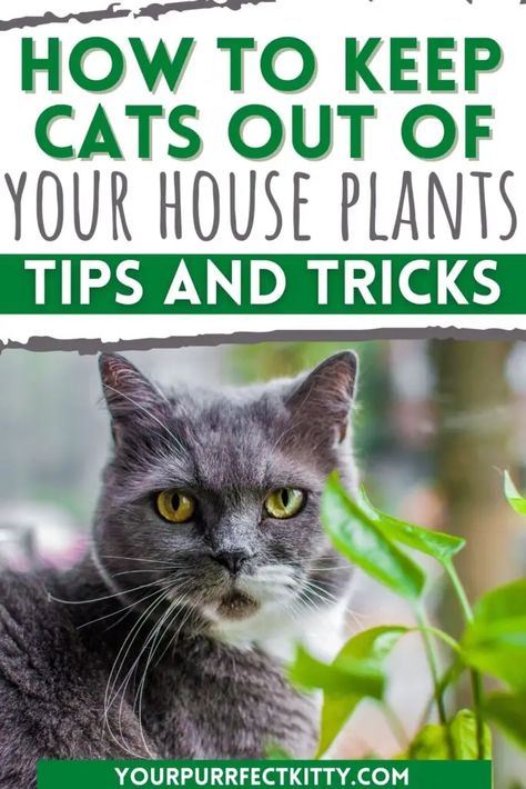 Keep Cats Out Of Plants, Senior Cat Care, Getting A Kitten, How To Cat, Cat Proofing, Cat Info, Cat Hacks, Animal Help, Inside Plants