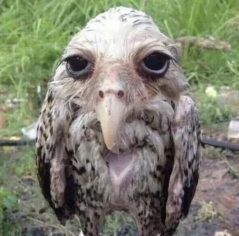 Wet Owl, Funny Animal Photos, Silly Cats Pictures, Goofy Pictures, Silly Animals, Very Funny Pictures, Silly Pictures, Silly Cats, Really Funny Pictures