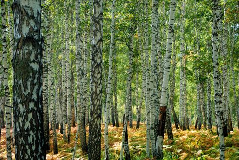 Birch Forest, Autumn Forest, The Forest, Tree Trunk, Fairy Tales, Russia, Trees, Forest, Plants