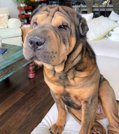 Shar-Pei Colors: All 21 Coat Colors Explained With Pictures Shar Pei Dog Full Grown, Sharpei Dogs Full Grown, Bear Coat Shar Pei, Blue Shar Pei, Shar Pei Mix, Mini Bulldog, Shar Pei Puppies, Chinese Dog, Dream Pet