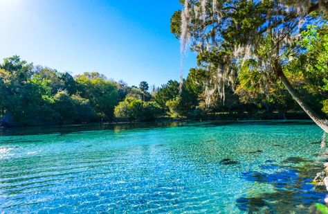 15 Best Day Trips from Jacksonville, FL - The Crazy Tourist Florida Activities, Jacksonville Beach Florida, Ocala National Forest, Forest Camping, Forest Camp, Rv Parks And Campgrounds, Florida Destinations, Florida Springs, Fun Outdoor Activities