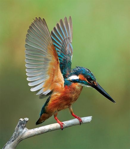 Birds Colorful, King Fisher, Common Kingfisher, Photo Animaliere, Kingfisher Bird, Bird Photos, Taipei City, Bird Watcher, Bird Artwork