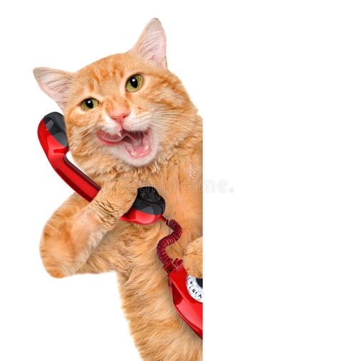 Cat talking on the phone. For white banner , #AD, #talking, #Cat, #phone, #banner, #white #ad Cat Talking, Funny Dog Images, Funny Dog Names, Singing Funny, Funny Cat Jokes, Funny Dog Faces, Funny Cat Faces, Funny Cat Wallpaper, Funny Dog Photos