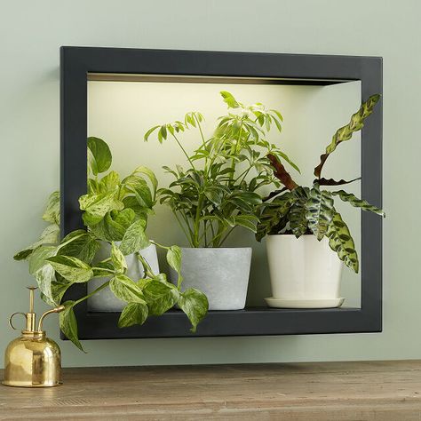 A Growlight frame shelf that'll keep your plants healthy, happy, and off your counter tops if there's no longer space on your windowsills for your growing plant family. Bathroom Night Light, Frame Shelf, Bathroom Plants, Bedroom Plants, Steel Shelf, Creative Home Decor, Led Grow Lights, Hanging Pictures, Grow Lights