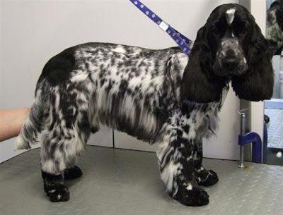 Cocker Spaniel - Breed Profile | Australian Dog Lover Spaniel Haircut, Cocker Spaniel Haircut, Cocker Spaniel Grooming, Blue Roan Cocker Spaniel, Cocker Spaniel Anglais, English Cocker Spaniel Puppies, Cocker Spaniel Breeds, Spaniel Breeds, Dogs Grooming