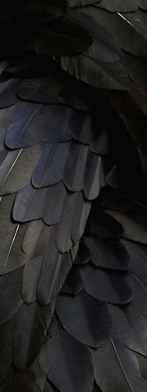 ~ Indrid Cold, Hawke Dragon Age, Yennefer Of Vengerberg, Terry Pratchett, Black Wings, Design Textile, Black Image, Foto Art, Neil Gaiman