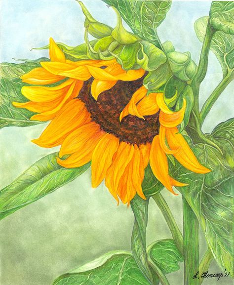 Sunflower #3 color pencil drawing.  All prints come in a protective plastic sleeve. The actual print size is 11 x 14. Included is a 16 x 20 white color-coordinated mat. Sunflower Drawing Pencil, Sunflower Drawing Aesthetic, Sunflower Pencil Drawing, Mosaic Sunflowers, Sunflowers Drawing, Sunflower Drawings, Sunflower Artwork, Sunflower Wall Decor, Sunflower Drawing