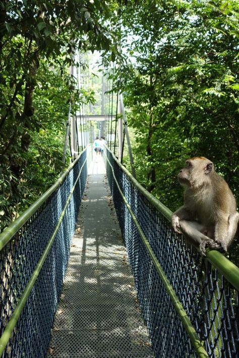 MacRitchie Reservoir Park, Singapore Singapore Nature, Singapore Road, Parkroyal Singapore, Orchard Singapore, Singapore Things To Do, Macritchie Reservoir Singapore, Singapore Noodles, Singapore Attractions, Singapore Hotels