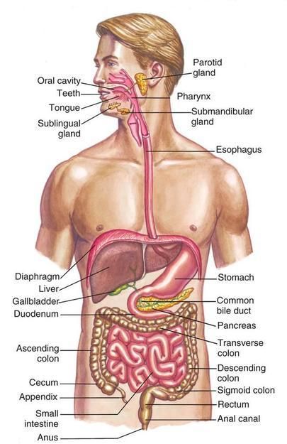 Digestive System Diagram, Human Body Vocabulary, Digestive System Anatomy, Anatomy Organs, Human Body Science, Human Digestive System, Sistem Pencernaan, Human Body Organs, Penanda Buku