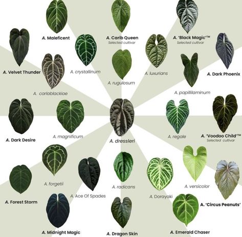 Philodendron Jungle Boogie, Anthurium Varieties, Plant Leaf Identification, Alocasia Varieties, Anthurium Plant, Alocasia Plant, Inside Plants, Best Indoor Plants, Succulent Gardening