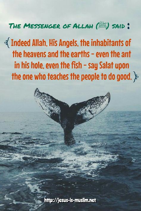 #wheel #heaven #earth #learn #teacher #sea #fish #hadith The Messenger, Islamic Inspirational Quotes, Sea Fish, Fun Things To Do, Wheel, Jesus, Fish