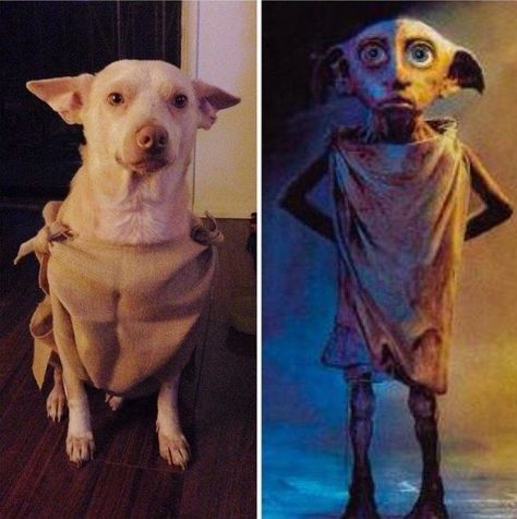 This dog that makes a fantastic Dobby. | 19 Dog Halloween Costumes That Are Actually Borderline Genius Harry Potter Dog Costume, Dobby Costume, Cute Dog Halloween Costumes, Puppy Halloween Costumes, Harry Potter Dog, Best Dog Costumes, Puppy Costume, Diy Dog Costumes, Cat Halloween Costume