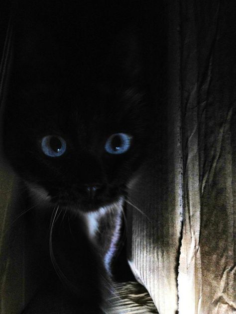 . Black Cat Aesthetic Blue Eyes, Black Cat With Blue Eyes Aesthetic, Animals With Blue Eyes, Black Cat Blue Eyes, Black Cat With Blue Eyes, Hogwarts Oc, Blue Eyes Cat, Eye Pfp, Coraline Cat