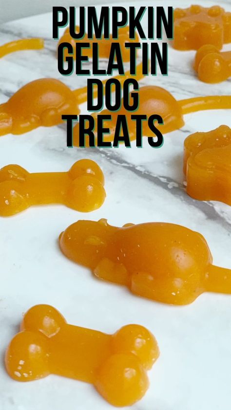 Simple Pumpkin Gummy Dog Treats - Droolicious Dog Treats Kitty Treats, Pet Treats Recipes, Easy Dog Treat Recipes, Gummies Recipe, Diy Dog Food, Pet Nutrition, Dog Biscuit, Dog Biscuit Recipes, Beef Gelatin