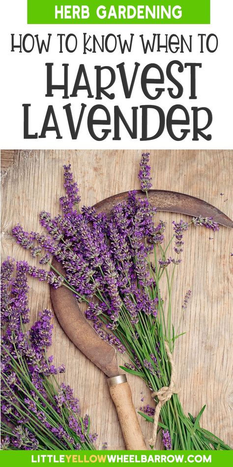 How to Harvest Lavender Flowers At Their Peak of Fragrance Lavender Harvesting, Harvest Lavender, Lavender Plant Care, Munstead Lavender, Harvesting Lavender, Lavender Varieties, Lavender Plants, Garden Wood, Growing Lavender