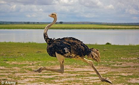 Ostrich Pictures, Common Ostrich, Ostrich Running, Grassland Habitat, Ostrich Legs, Animal Reference, Bird Photos, Animal References, Favorite Animals