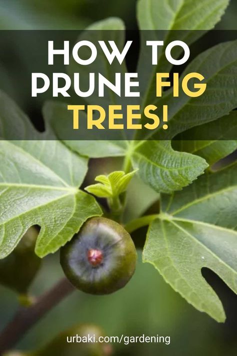 How to Prune Fig Trees! Damaged, dead, or diseased limbs should be pruned off of fig trees whenever you find them. This is basic "maintenance pruning," similar to pruning that you would perform on other plants. But beyond this, there are specific pruning instructions to follow for growing fig trees during their first few years. #urbakigardening #prune #fruitcares #fig #gardening #plantingfruits How To Prune A Fig Tree, Pruning Fig Tree, Fig Tree Branch, Indoor Fig Trees, Fig Fruit Tree, Espalier Trees, Orchard Ideas, Growing Fig Trees, Fruit Forest