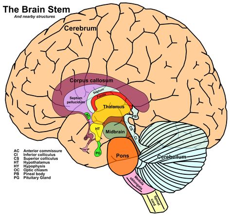 brain+stem | Brain stem Brain Anatomy And Function, Anatomy Lab, Med Notes, Brain Pictures, Brain Diagram, Brain Models, Doctor Of Nursing Practice, Anatomy Images, Gross Anatomy