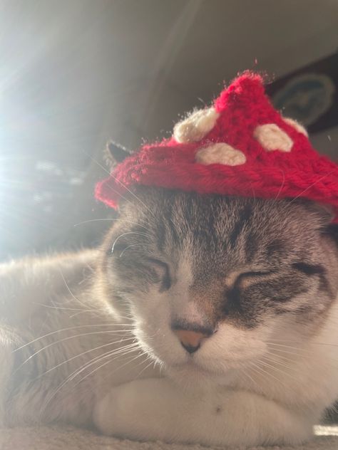 Cat With Mushroom Hat, Mushroom Wizard, Cat Hats, Fluffy Kittens, Alley Cat, Funny Hats, Cat Hat, Cat Accessories, Dog Sweater