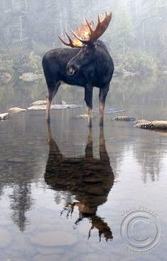 Moose Pics, Moose Photography, Moose Painting, Moose Pictures, North American Animals, Bull Moose, Wild Animals Pictures, Manitoba Canada, Majestic Animals