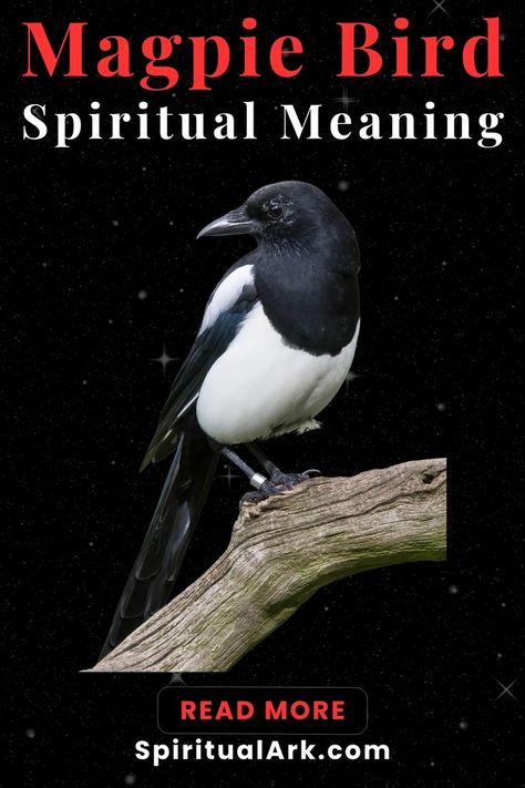 at the top of the post is the title that says, "magpie bird, spiritual meaning", at the center of this post is a photo of a magpie bird standing on a branch of tree while turning its head to its right, below is a button which contains the words "read more", and at the bottom of this post is the website source, "SpiritualArk.com" Bird Meaning, Magpie Bird, Animal Symbolism, Spiritual Truth, Hope Symbol, Spiritual Meaning, Personal Journey, Spiritual Guidance, Spiritual Practices