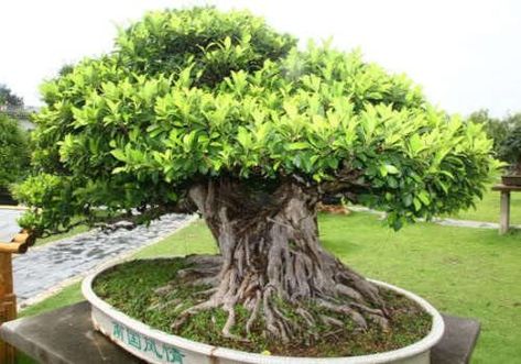 Banyan Tree Bonsai, Fig Bonsai, Ficus Benghalensis, Bonsai Inspiration, Ficus Bonsai, Bonsai Tree Types, Bonsai Tree Care, Ficus Benjamina, Bonsai Seeds