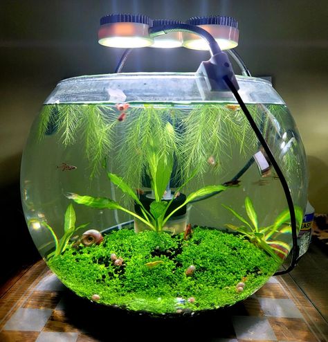 Low Tech aquarium bowl setup with shrimp and snails Water Terrarium, Aquarium Garden, Aquarium Set, Fish Tank Terrarium, Indoor Water Garden, Aquarium Setup, Aquarium Landscape, Vivarium, Low Tech