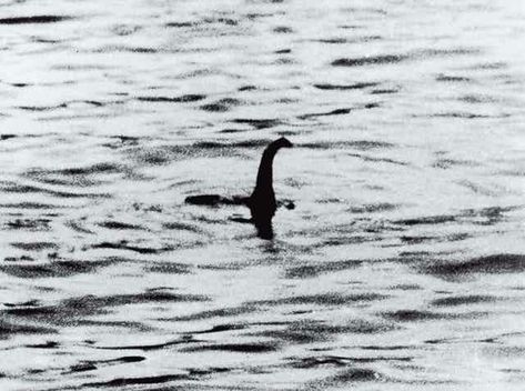 The Loch Ness monster: a modern history Loch Ness Monster Sightings, Monster Sightings, Monster Photo, The Loch Ness Monster, Monster Photos, Mythical Monsters, Water Poster, Soup Ladle, Loch Ness Monster