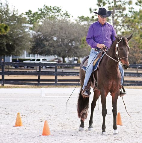 Western Dressage, Natural Horsemanship Training, Natural Horsemanship, Horse Training Tips, The Arena, Western Horse, Horse Training, Horse Life, Horse Rider