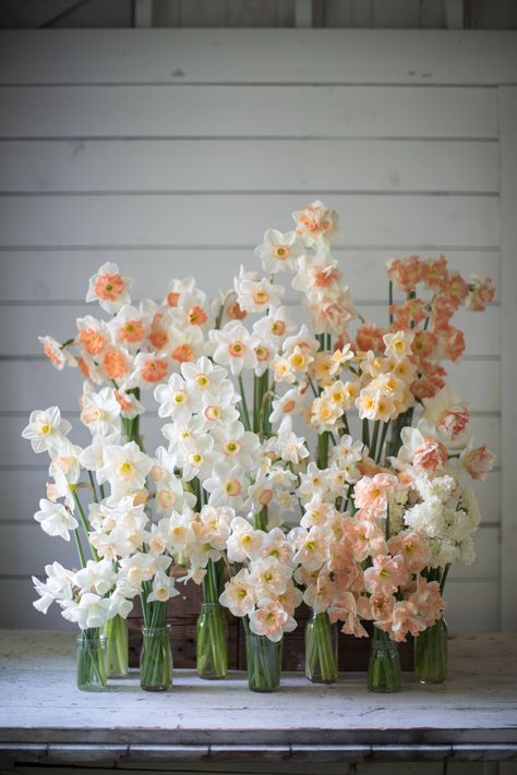 Flower Farmer, Daffodil Flower, Gardening Supplies, Spring Blooms, Spring Flower, Flower Farm, Arte Floral, Beautiful Blooms, Orange Flowers