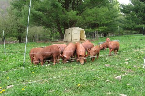 Tamworth Pigs, Keeping Pigs, Pastured Pigs, Hog Farm, Starting A Farm, Raising Pigs, Raising Farm Animals, Small Farms, Piggly Wiggly