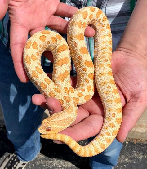 Albino Hognose Snake, Western Hognose Snake, Richard Allen, Rosy Boa, Danger Noodles, Danger Noodle, Hognose Snake, Handsome Husband, Pretty Snakes