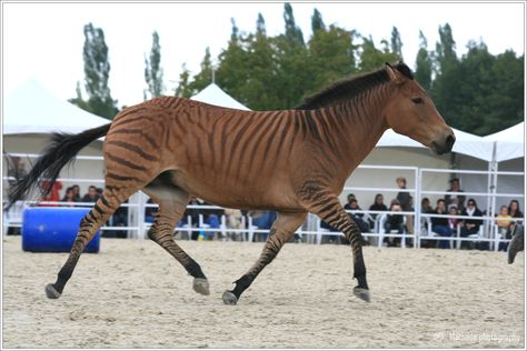 It's a zorse!  A cross between a zebra & a horse.  I saw one of these at The Creation Museum & they are AMAZINGLY BEAUTIFUL!!! Horse Mate, Zebra Horse, Animal Hybrids, Hybrid Animals, Horse Facts, The Offspring, A Donkey, All The Pretty Horses, Animals Pictures