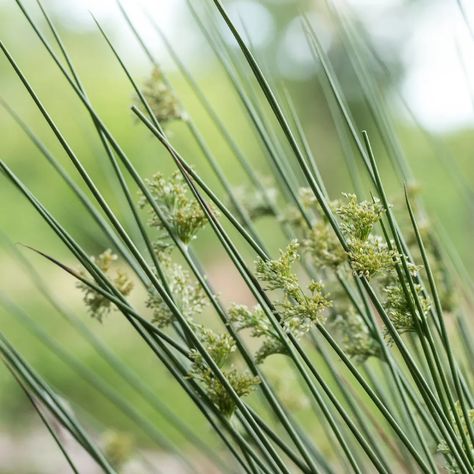 Common rush (Juncus effusus) - PictureThis Juncus Effusus, Border Plants, Vascular Plant, Better Homes And Garden, Summer Plants, Ornamental Plants, Edible Plants, Water Plants, Ground Cover