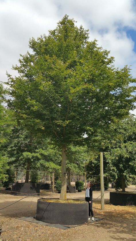 Standard trees – Deepdale Trees nursery European Nursery, Standard Trees, Tree Transplanting, Trees Nursery, Construction Firm, Tree Nursery, Big Tree, Growing Tree, Private Garden