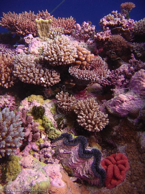 Coral Garden - Acropora coral garden with giant clam (Tridacnidae). Raging Horn, Osprey Reef, Coral Sea Acropora Coral, Beneath The Sea, Underwater Scene, Coral Garden, The Great Barrier Reef, Sea Coral, Underwater Life, Water Life, Ocean Creatures