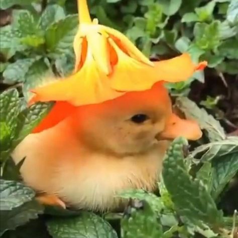 Cutee Animals, Cute Ducklings, Flower Hat, Pretty Animals, Yellow Duck, Animal Jokes, Cute Creatures, Cute Little Animals, 귀여운 동물