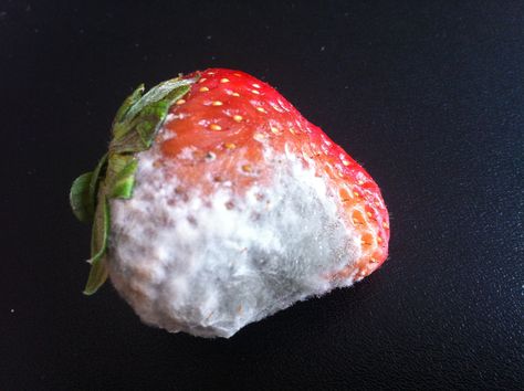 Moldy Food Art, Moldy Food Photography, Moldy Fruit Photography, Rotting Strawberry, Moldy Strawberry, Moldy Strawberries, Mould Aesthetic, Mouldy Food, Moldy Fruit